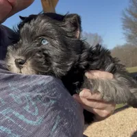 Petite Cleopatra , a female Miniature Schnauzer for sale in Neosho, MO – Photo 1 of 4