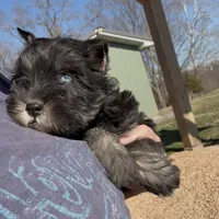 Petite Cleopatra , a female Miniature Schnauzer for sale in Neosho, MO – Photo 4 of 4