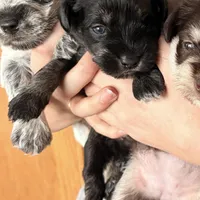 Petite Cleopatra , a female Miniature Schnauzer for sale in Neosho, MO – Photo 3 of 4