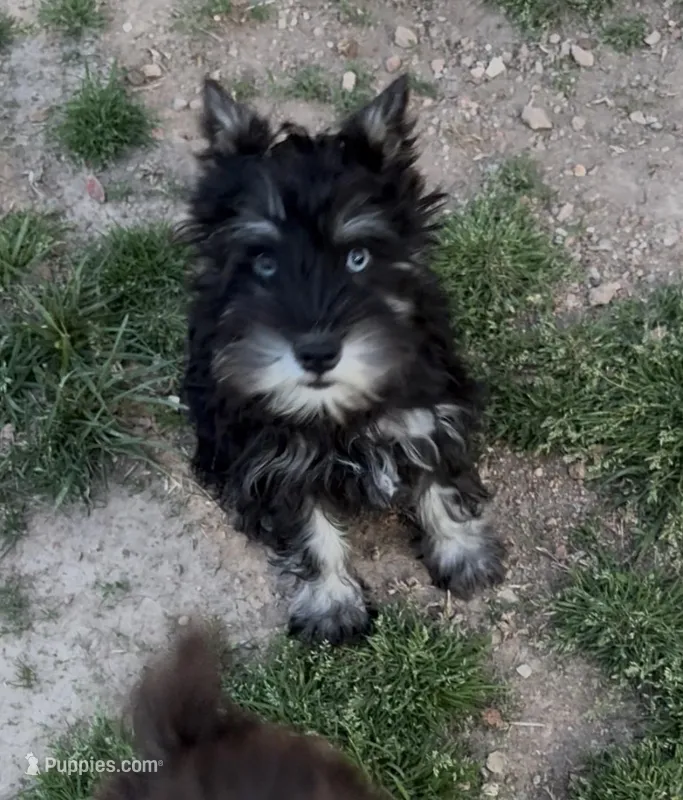 Petite Cleopatra  – Miniature Schnauzer puppy for sale in Neosho, MO