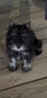 Petite Cleopatra , a female Miniature Schnauzer for sale in Neosho, MO – 2 of 7