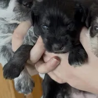 Petite Cleopatra , a female Miniature Schnauzer for sale in Neosho, MO – Photo 2 of 4