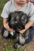 Toby, a male Miniature Schnauzer for sale in Neosho, MO – 2 of 5