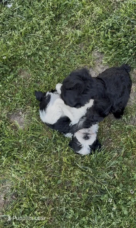 Bandit – Miniature Schnauzer puppy for sale in Neosho, MO