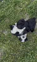Bandit, a male Miniature Schnauzer for sale in Neosho, MO – 1 of 4