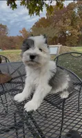 Buster, a male Miniature Schnauzer for sale in Neosho, MO – Photo 3 of 9