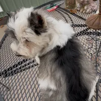 Buster, a male Miniature Schnauzer for sale in Neosho, MO – Photo 6 of 9