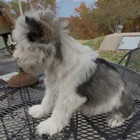 Buster, a male Miniature Schnauzer for sale in Neosho, MO – Photo 4 of 9