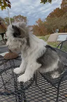 Buster, a male Miniature Schnauzer for sale in Neosho, MO – Photo 4 of 9