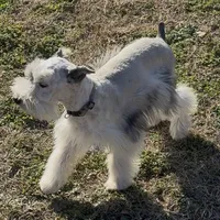 Buster, a male Miniature Schnauzer for sale in Neosho, MO – Photo 2 of 9