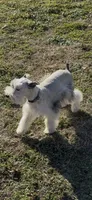 Buster, a male Miniature Schnauzer for sale in Neosho, MO – Photo 2 of 9