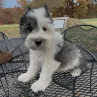 Buster, a male Miniature Schnauzer for sale in Neosho, MO – Photo 7 of 9