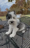 Buster, a male Miniature Schnauzer for sale in Neosho, MO – Photo 7 of 9