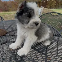Buster, a male Miniature Schnauzer for sale in Neosho, MO – Photo 5 of 9