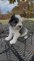 Buster, a male Miniature Schnauzer for sale in Neosho, MO – Photo 5 of 9