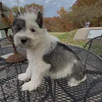 Buster, a male Miniature Schnauzer for sale in Neosho, MO – Photo 8 of 9