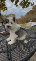 Buster, a male Miniature Schnauzer for sale in Neosho, MO – Photo 8 of 9
