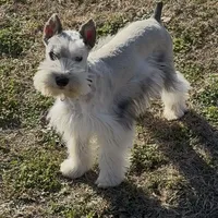 Buster, a male Miniature Schnauzer for sale in Neosho, MO – Photo 9 of 9