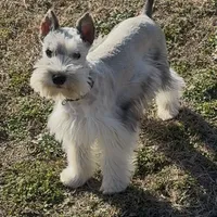 Buster, a male Miniature Schnauzer for sale in Neosho, MO – Photo 1 of 9