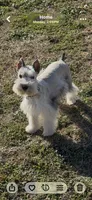 Buster, a male Miniature Schnauzer for sale in Neosho, MO – Photo 1 of 9