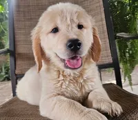 Max , a male Golden Retriever for sale in Fresno, CA – 2 of 2