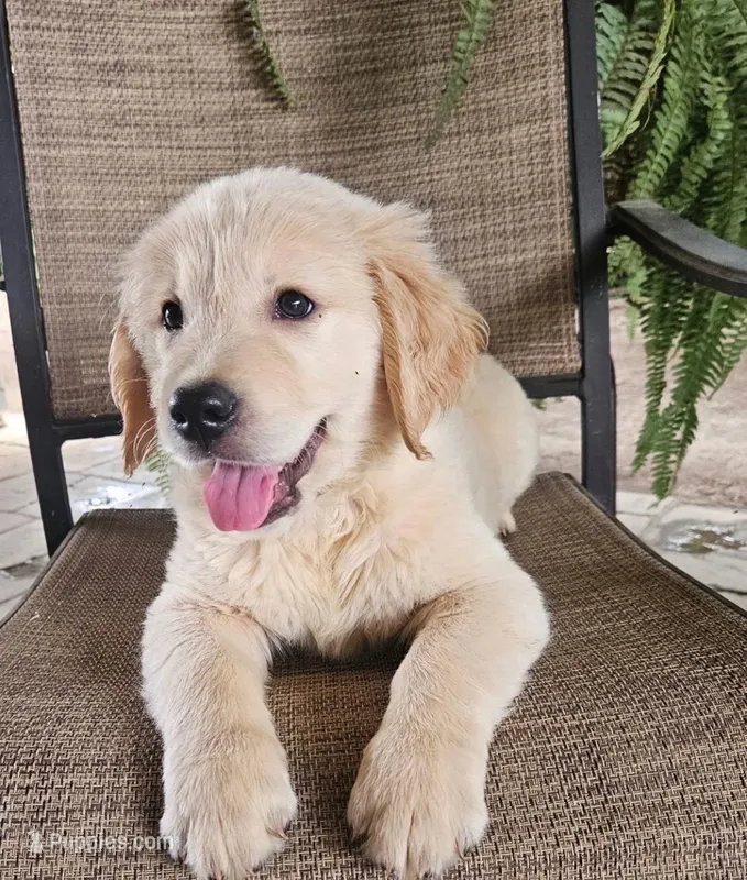 Max  – Golden Retriever puppy for sale in Fresno, CA