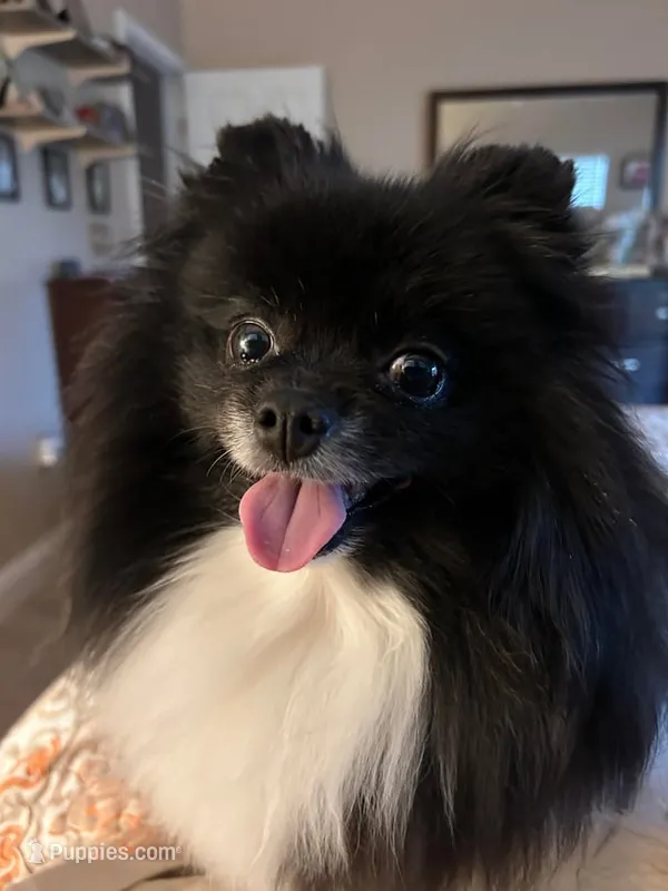 Cash – Pomeranian puppy for sale in Deer Park, TX