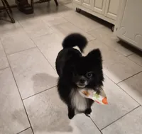 Cash, a male Pomeranian for sale in Deer Park, TX – 5 of 5