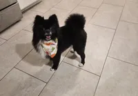 Cash, a male Pomeranian for sale in Deer Park, TX – 2 of 5