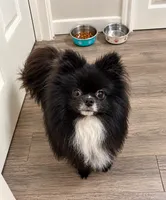 Cash, a male Pomeranian for sale in Deer Park, TX – 4 of 5