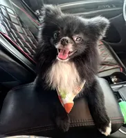 Cash, a male Pomeranian for sale in Deer Park, TX – 3 of 5