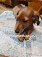 Mr Big Red, a male Dachshund for sale in Waterford, MI – 3 of 5