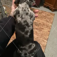 Blue Dapple Male Smooth, a male Dachshund for sale in Waterford, MI – 2 of 2