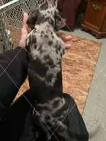 Blue Dapple Male Smooth, a male Dachshund for sale in Waterford, MI – Photo 2 of 2