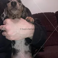 Blue Dapple Male Smooth, a male Dachshund for sale in Waterford, MI – 1 of 2
