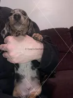 Blue Dapple Male Smooth, a male Dachshund for sale in Waterford, MI – Photo 1 of 2