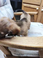 Mr. N95, a male Dachshund for sale in Waterford, MI – 5 of 5