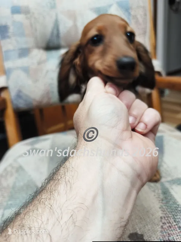 Miss Little Red – Dachshund puppy for sale in Waterford, MI