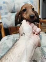Miss Little Red, a female Dachshund for sale in Waterford, MI – 1 of 6
