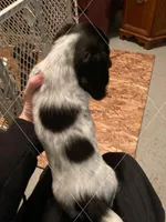 Pie Bald Mini Long Hair, a male Dachshund for sale in Waterford, MI – Photo 2 of 2