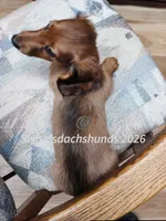Mr Big Red, a male Dachshund for sale in Waterford, MI – 5 of 5