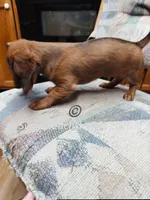 Big Red, a female Miniature Dachshund for sale in Waterford, MI – 4 of 6