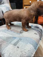 Big Red, a female Miniature Dachshund for sale in Waterford, MI – 2 of 3