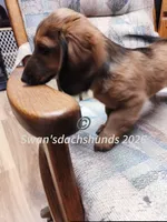 Mr. N95, a male Dachshund for sale in Waterford, MI – 3 of 5