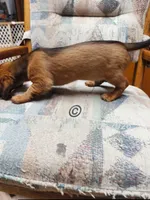 Mr. N95, a male Dachshund for sale in Waterford, MI – 4 of 5