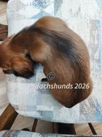 Miss Little Red, a female Dachshund for sale in Waterford, MI – 6 of 6