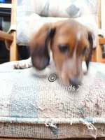 Miss Pie Bald, a female Miniature Dachshund for sale in Waterford, MI – 6 of 6