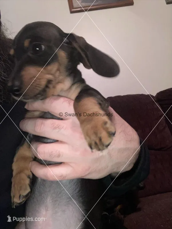 Black & Tan, a male Dachshund for sale in Waterford, MI – Photo 1 of 2