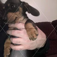 Black & Tan, a male Dachshund for sale in Waterford, MI – 1 of 2