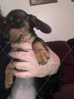 Black & Tan, a male Dachshund for sale in Waterford, MI – Photo 1 of 2